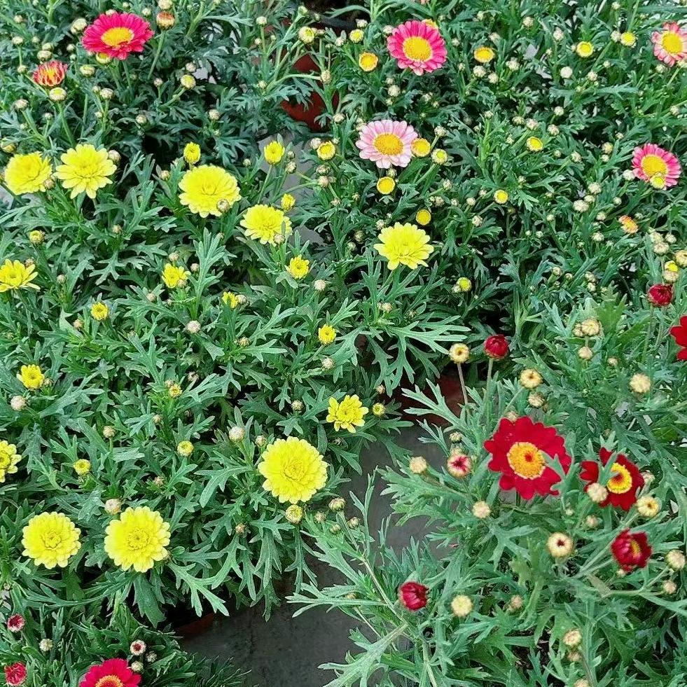 一切安好(●—●)