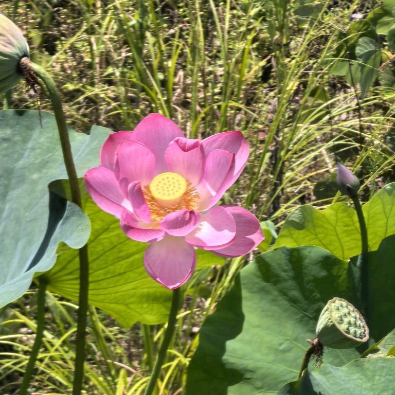 清雨一过，无雨清风