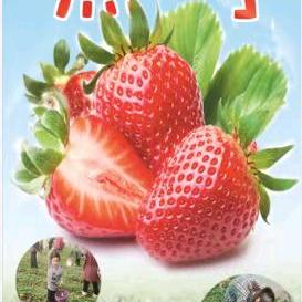 郸城 甜蜜蜜草莓采摘园