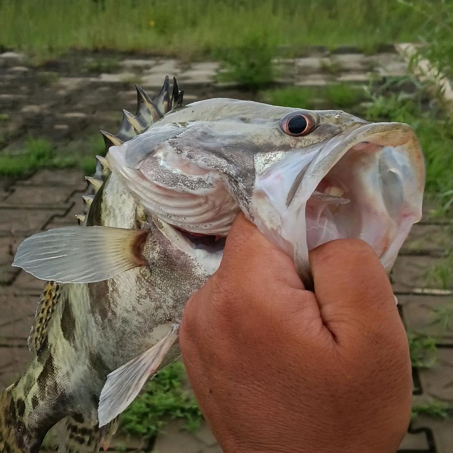 阿芮路亚🎣（麽麽鳜）