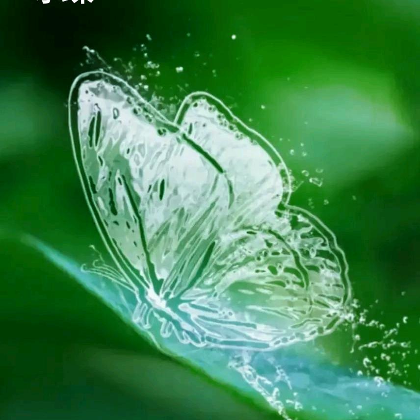 雨蝶