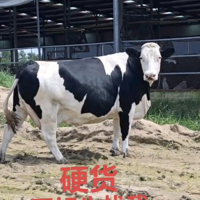 哈尔滨养牛人代购奶牛64823936