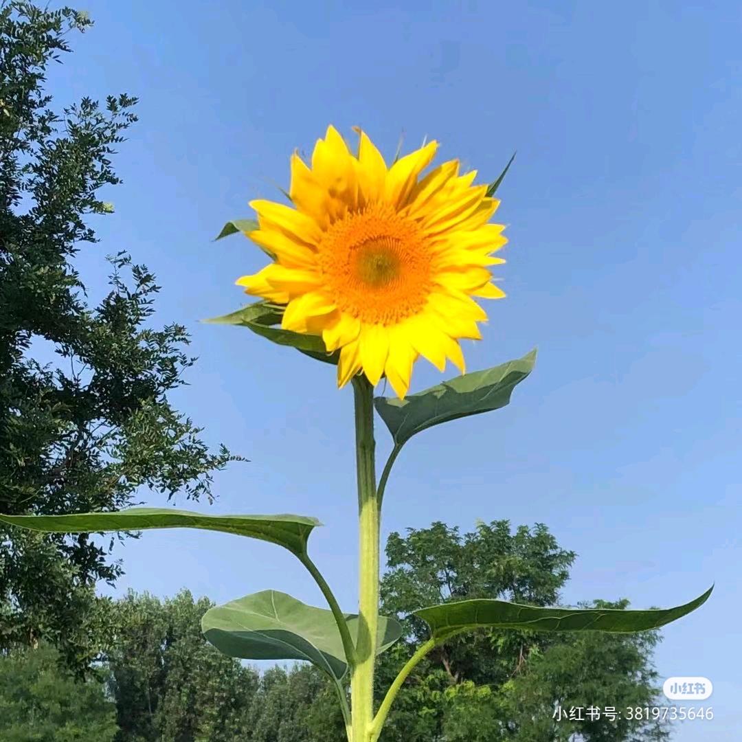 比尔盖兹