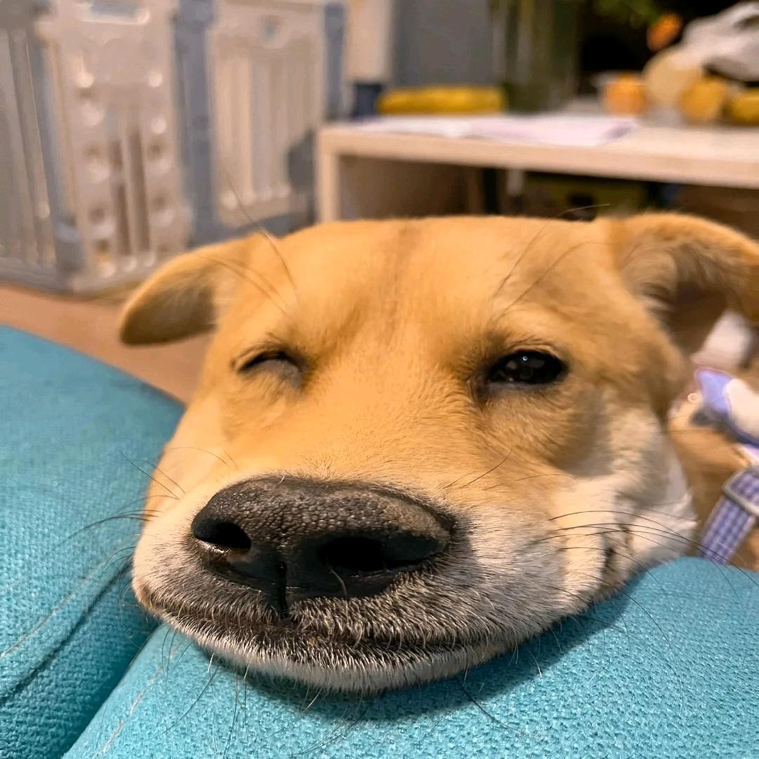 旺财追剧