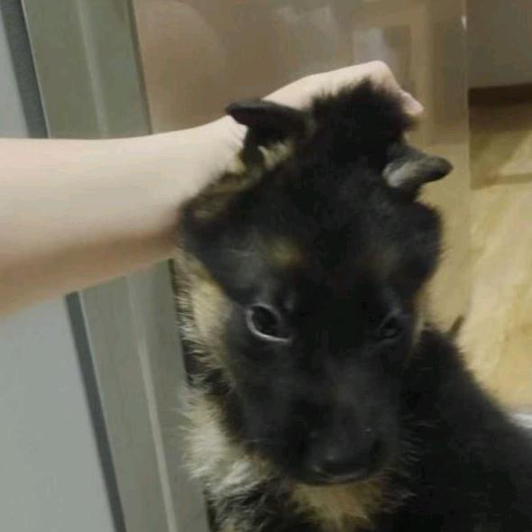 来福是个乖宝宝