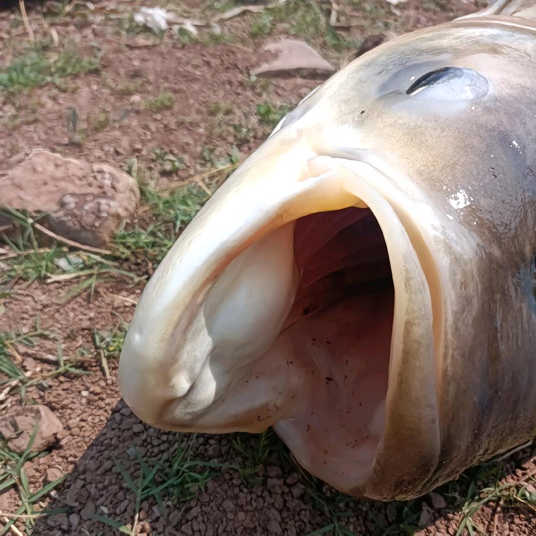 浮钓鲢鳙赢佳工厂