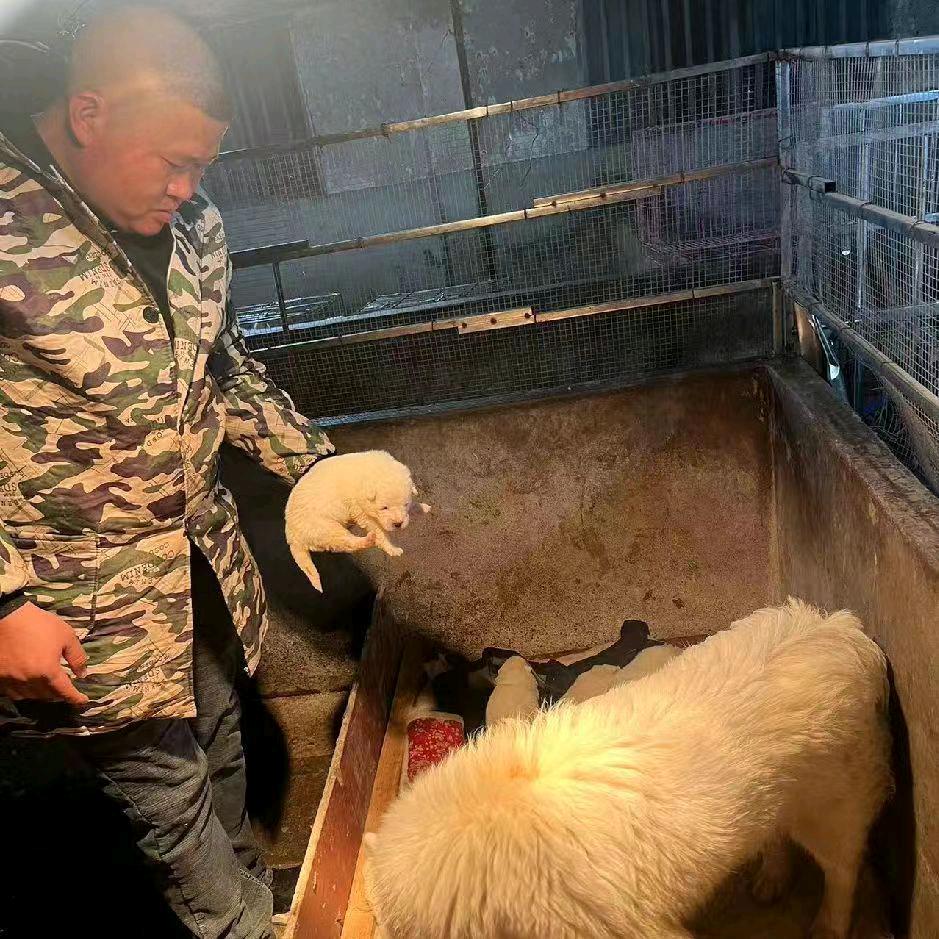邵东犬舍繁殖各种各样宠物狗