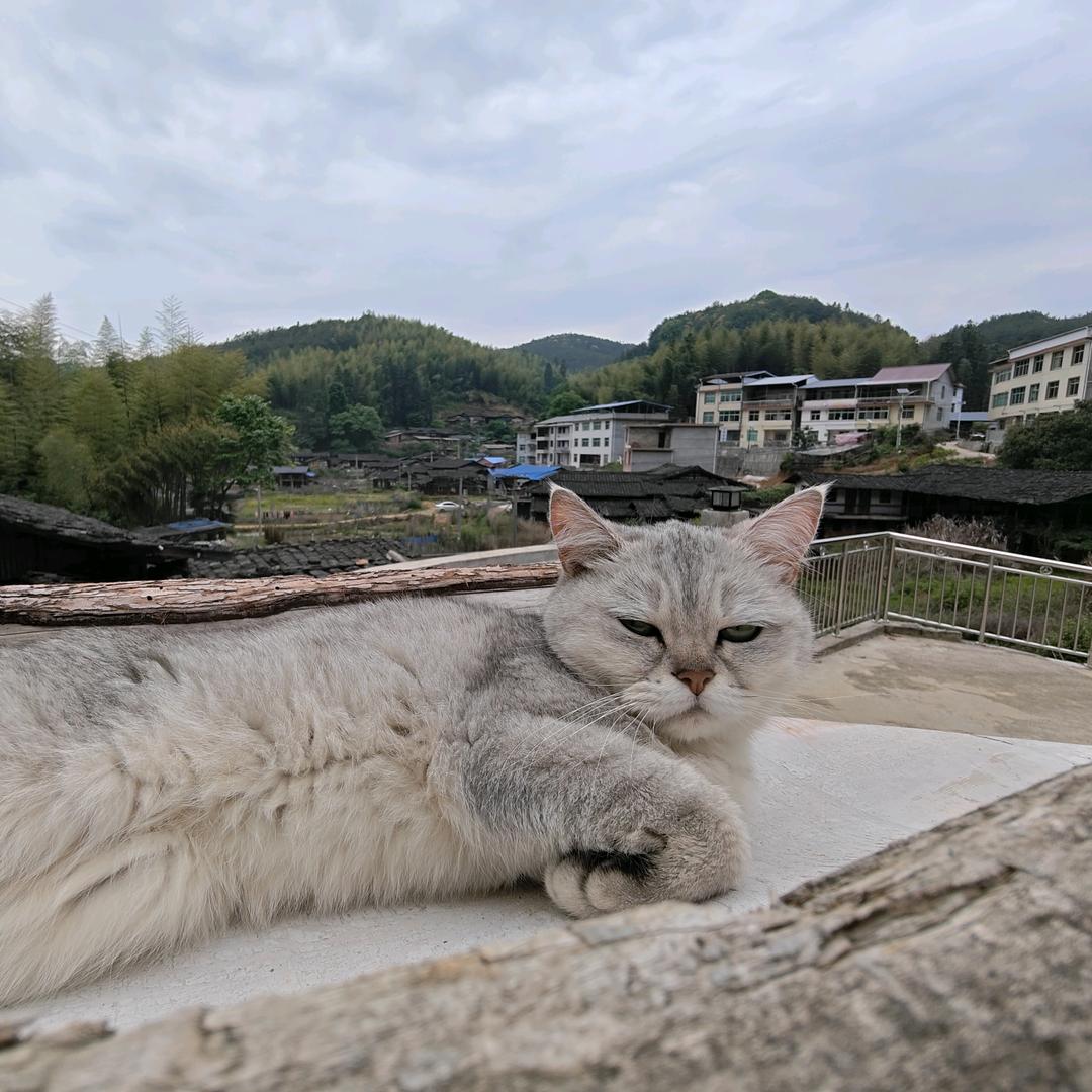 林.