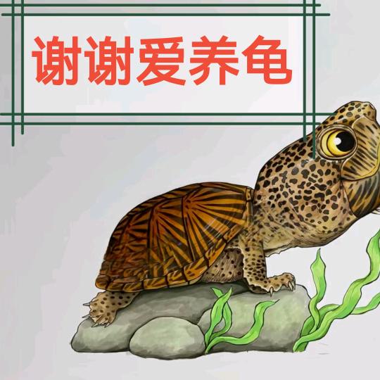 🌈谢谢爱养龟