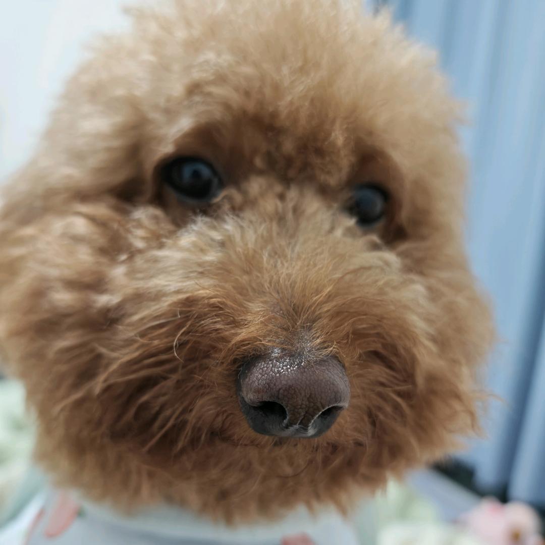 胆小狗憨憨