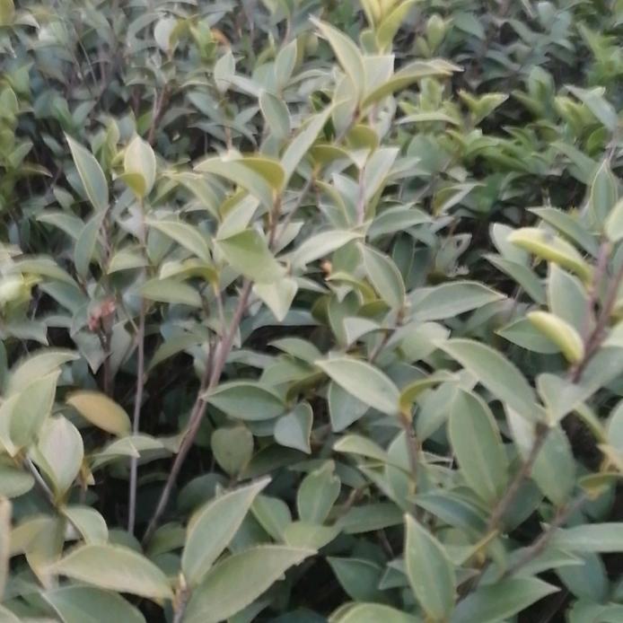 高产油茶苗批发黄金龙