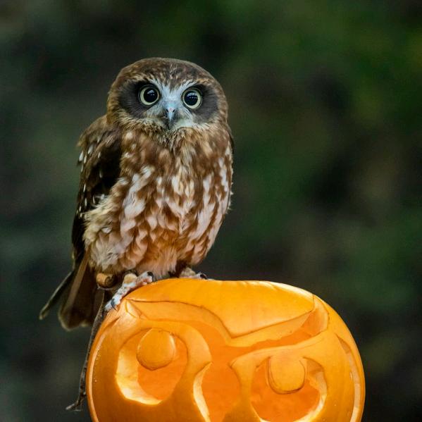 江湖小馆柴火鸡一分店