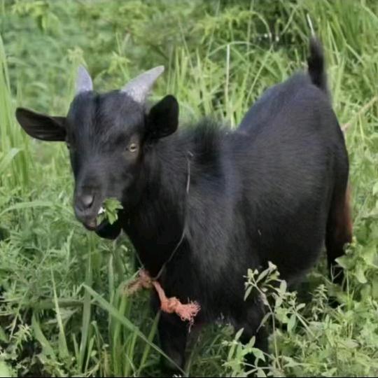 小苏批发白山羊黑山羊