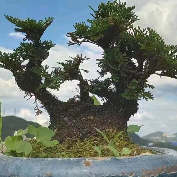 人间仙草绿植园艺