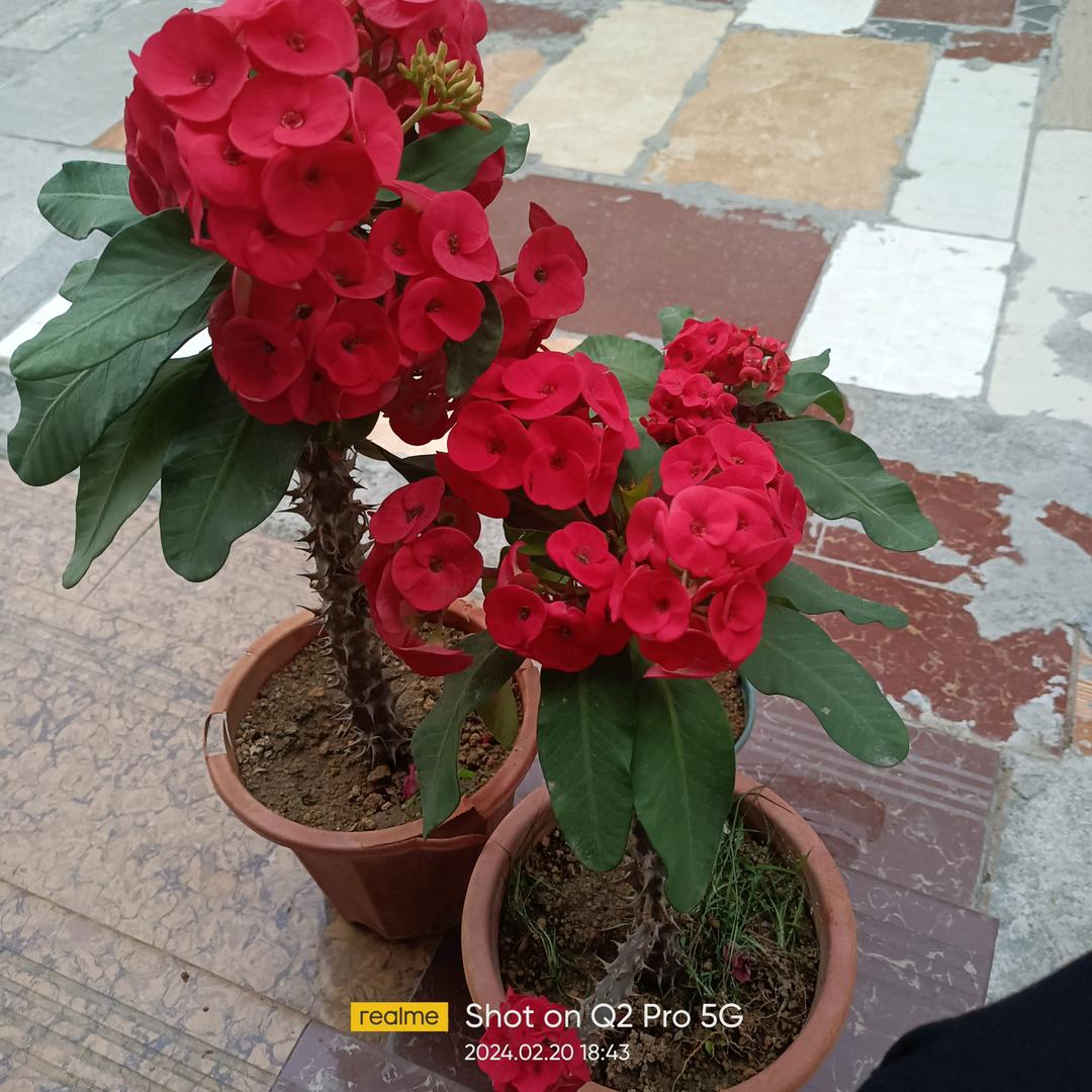 知足常乐，花开富贵