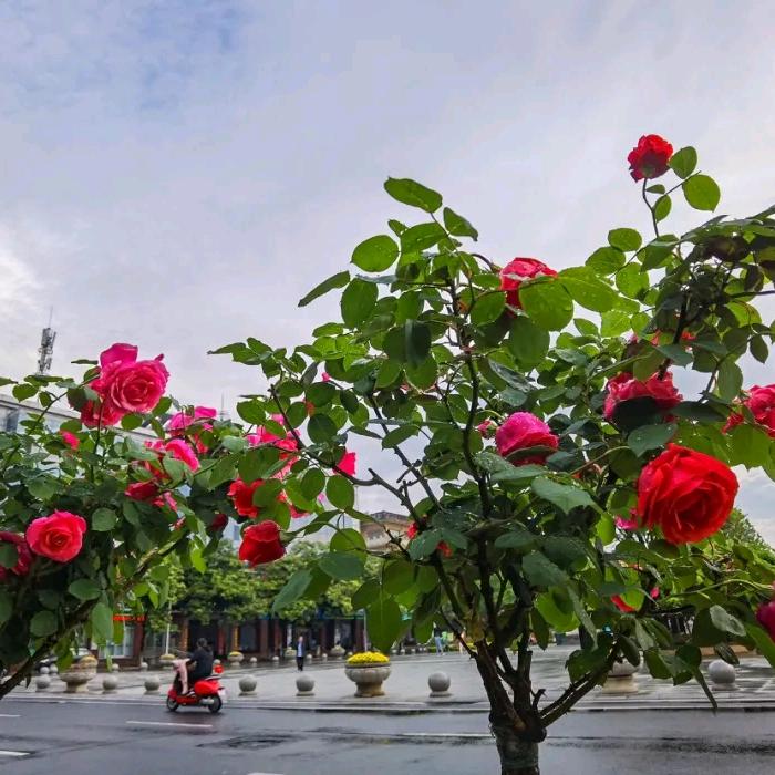 上善若水（文都人）