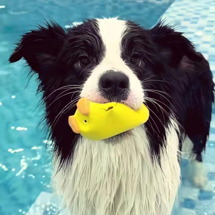 爱吃鱼的猫（三角洲行动）