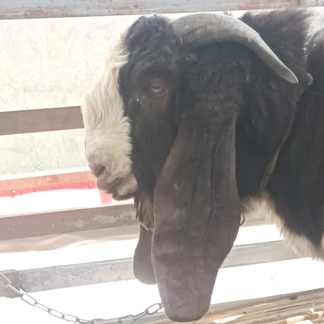 风里雨里豫辉牧业等你！