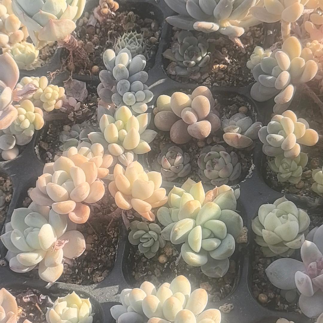 小飞飞@
