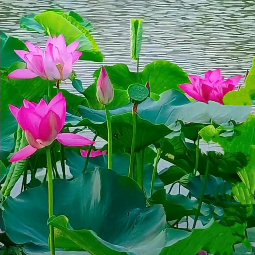夏日 清荷