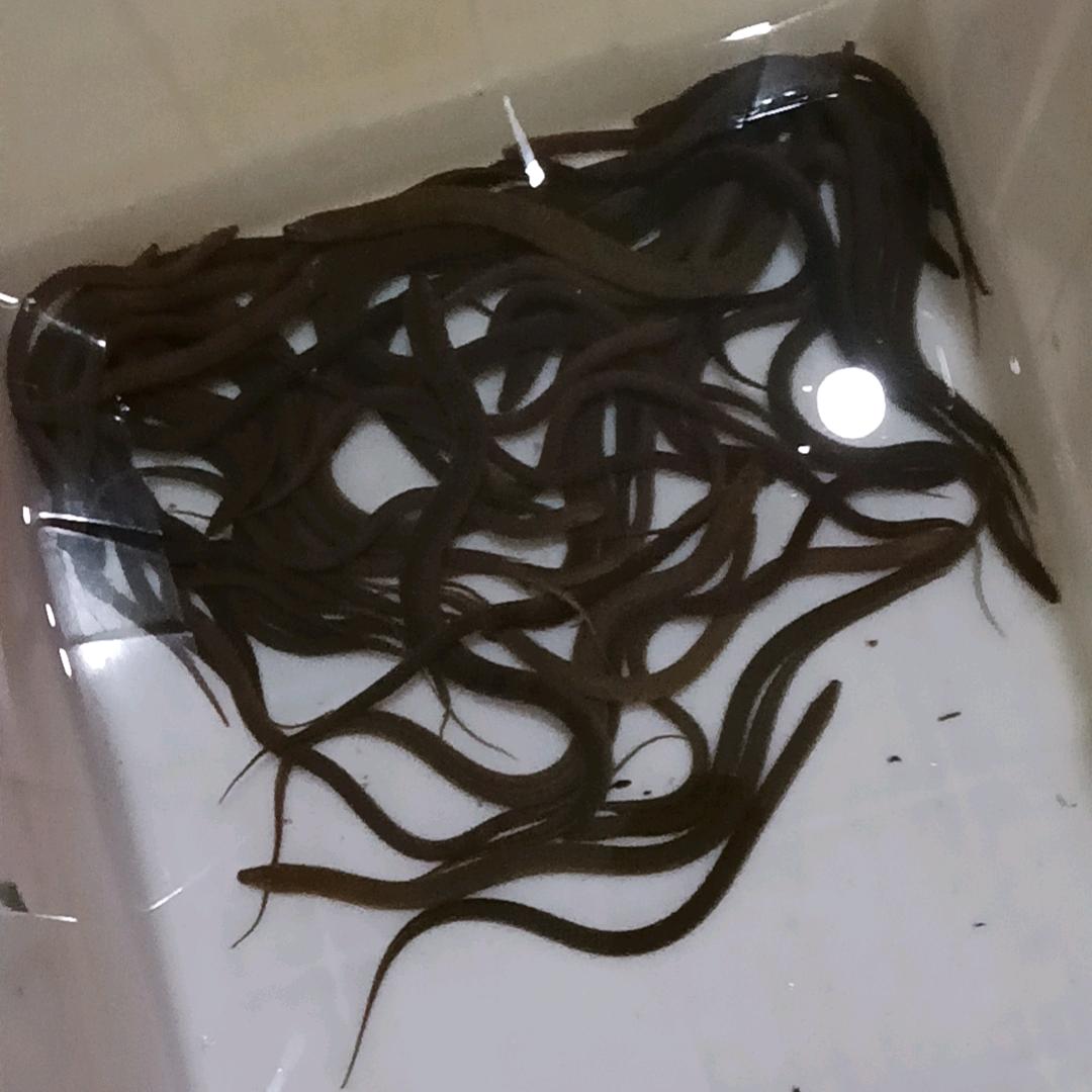 🥣芳   金华本地土龙虾土泥鳅土黄鳝