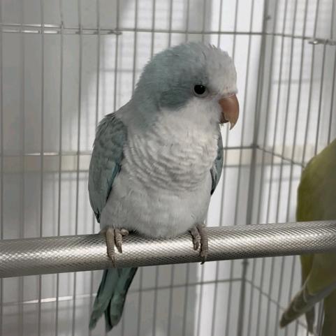 草台班子养鸟人(晴天)