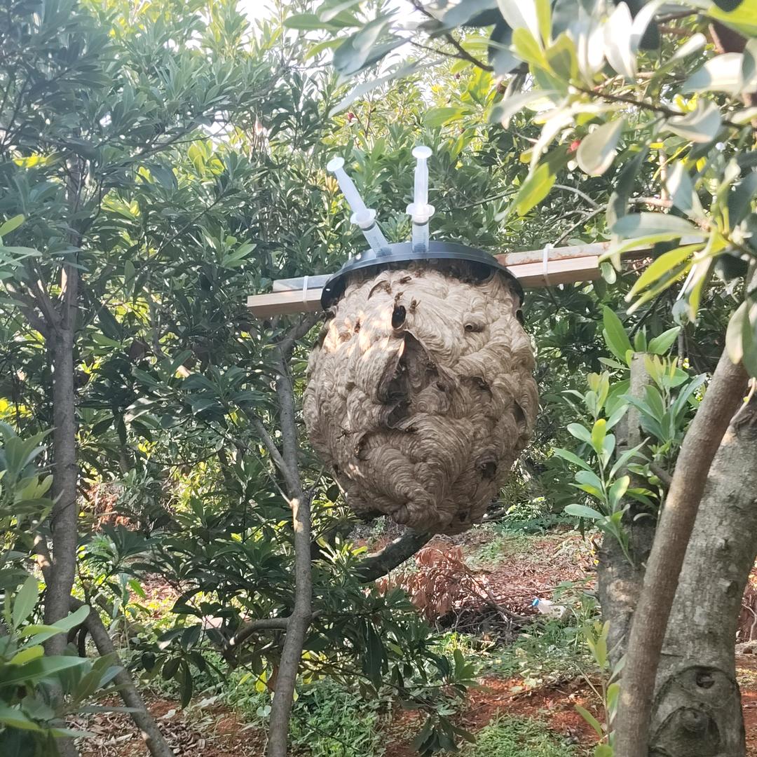 小完胡蜂