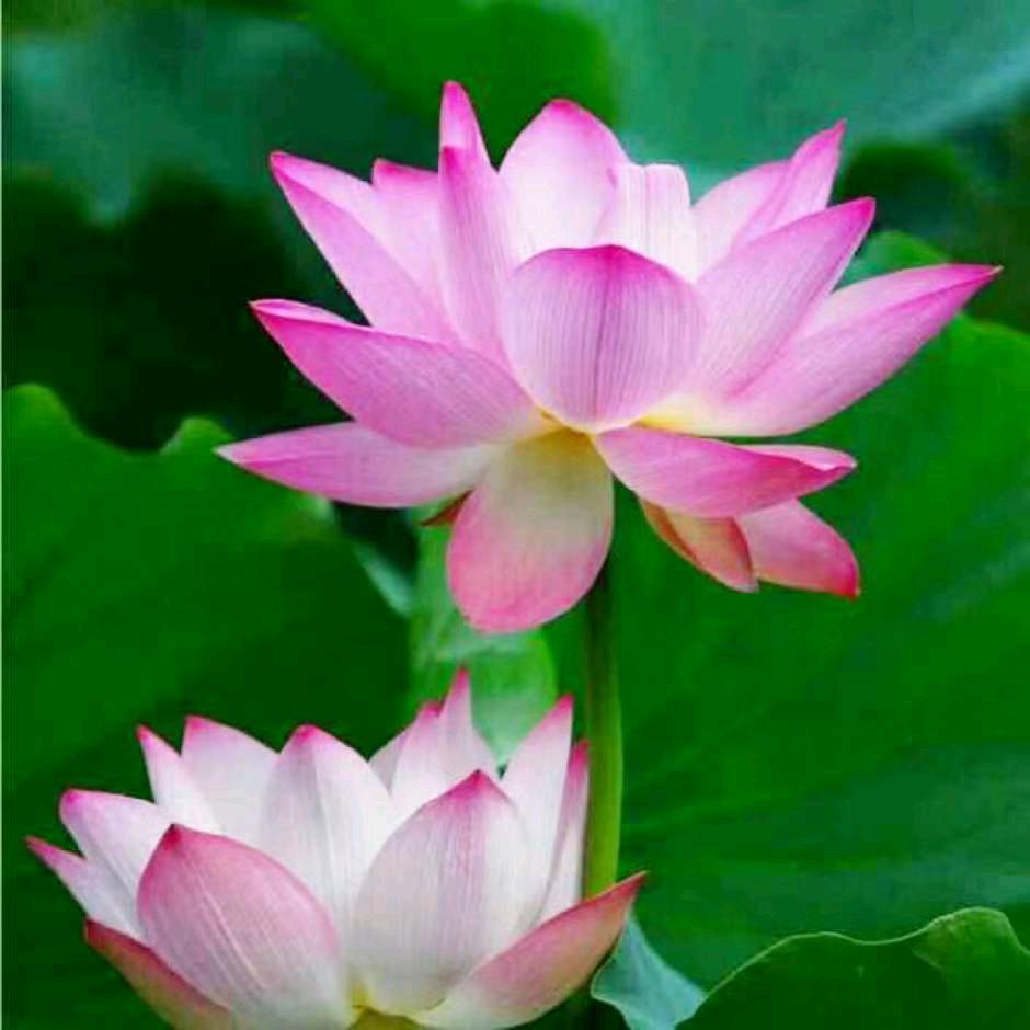 周生美🌹