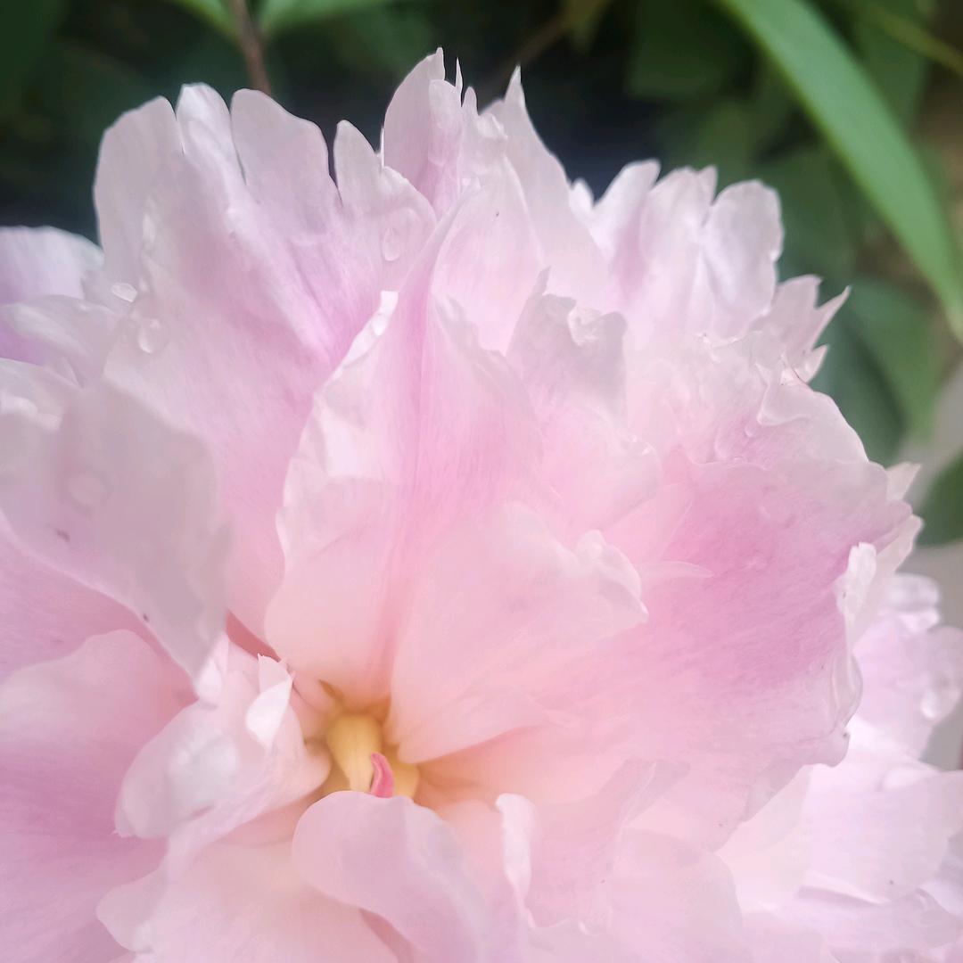 白荷花🌸