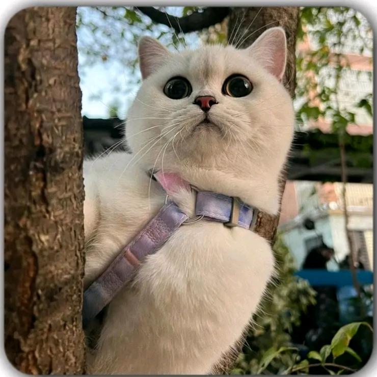 山 猫