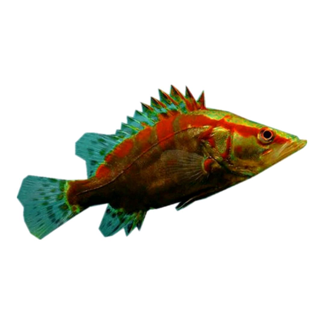 🐠🐠🐠鱼🐠🐠🐠