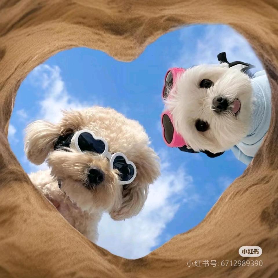 萌宠时光俱乐部