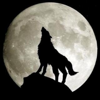 @@【野狼】🇨🇳❤️