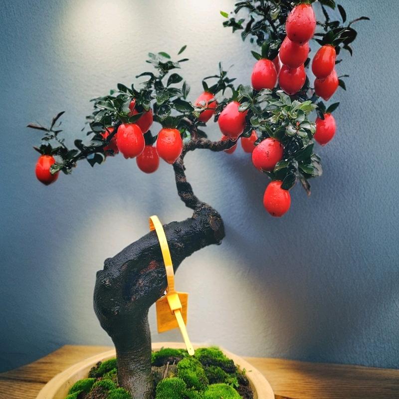 万植世森花园