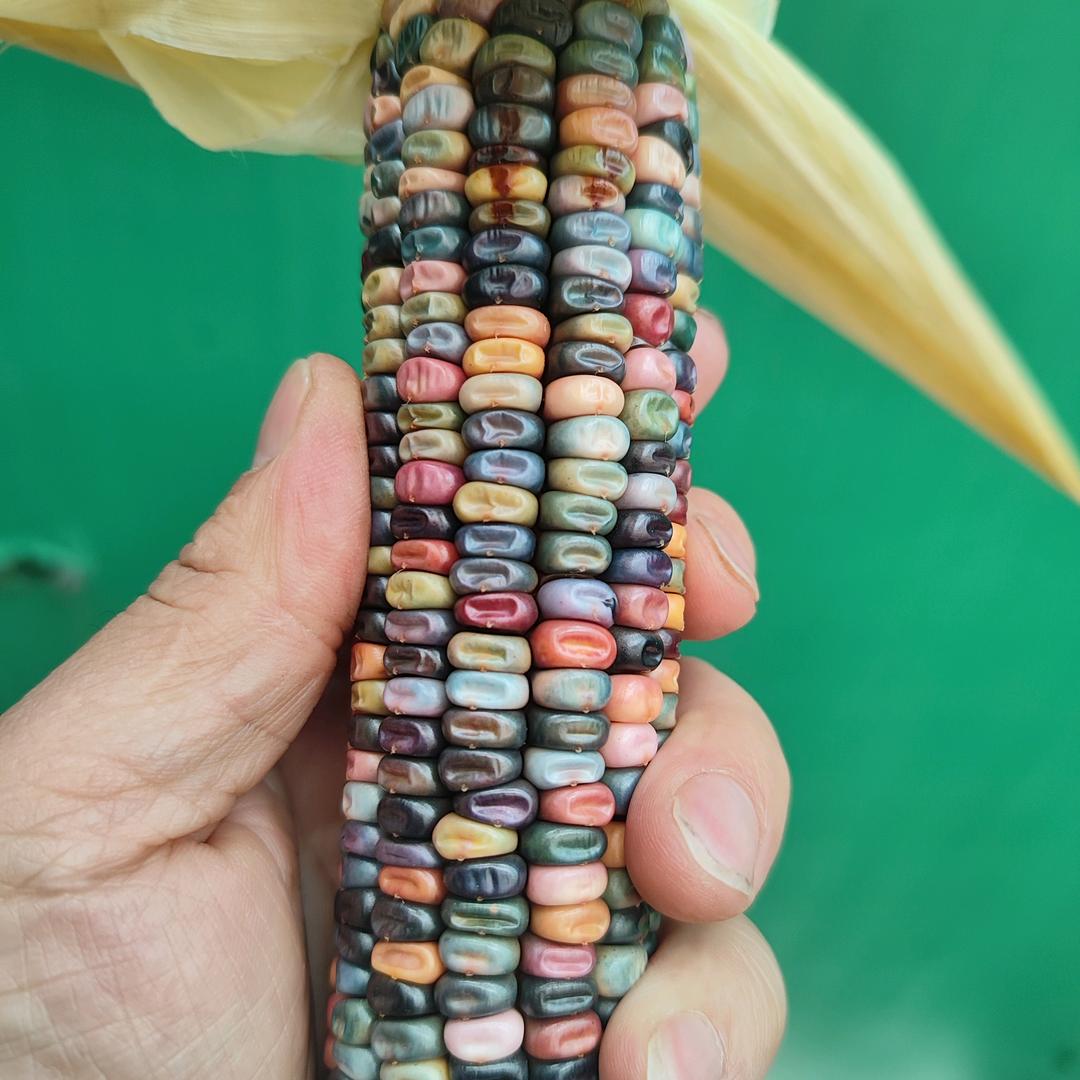 东南山小玉米