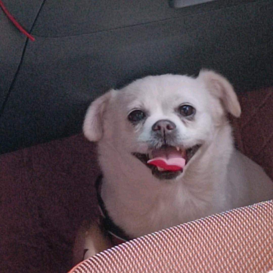 dong哥