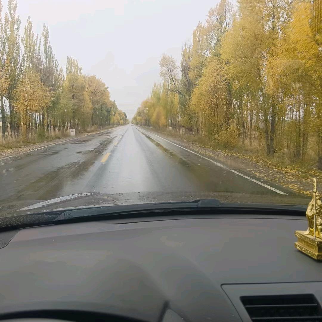 树哥