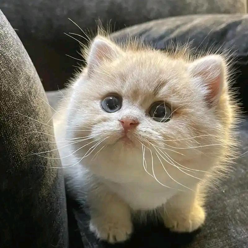 君乐宠物大本营