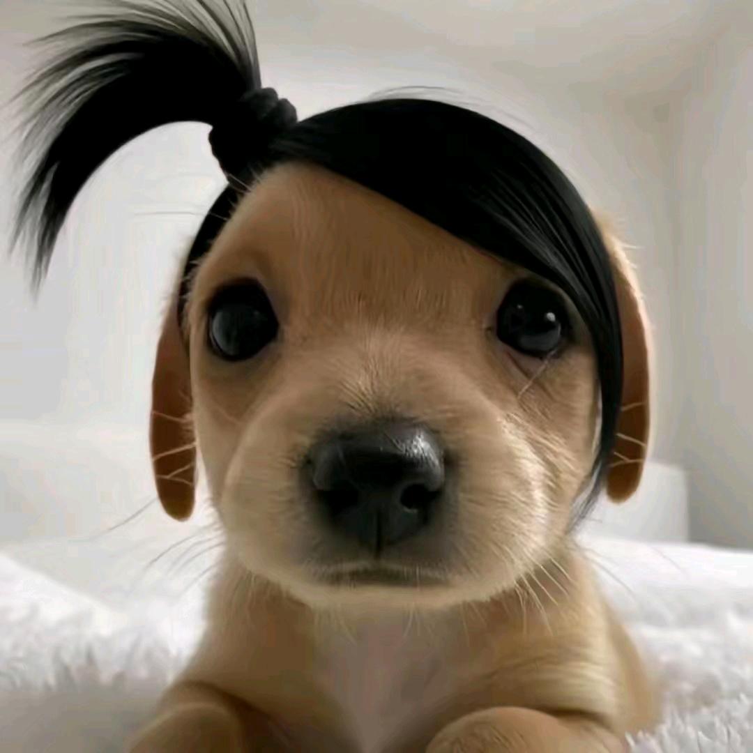 番茄爱吃西红柿