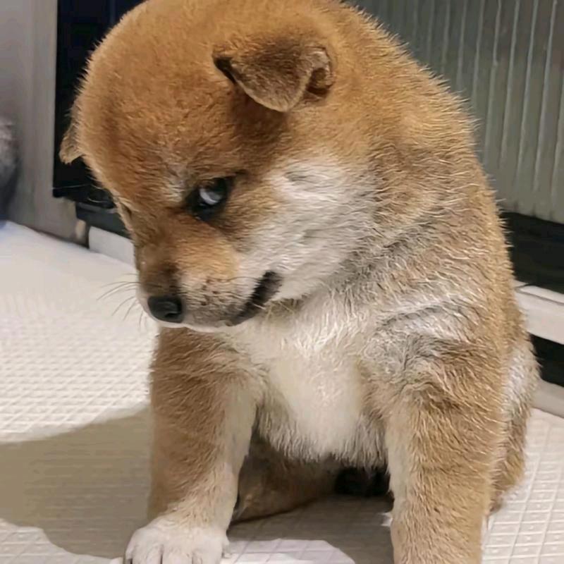 不要给我哇哇叫