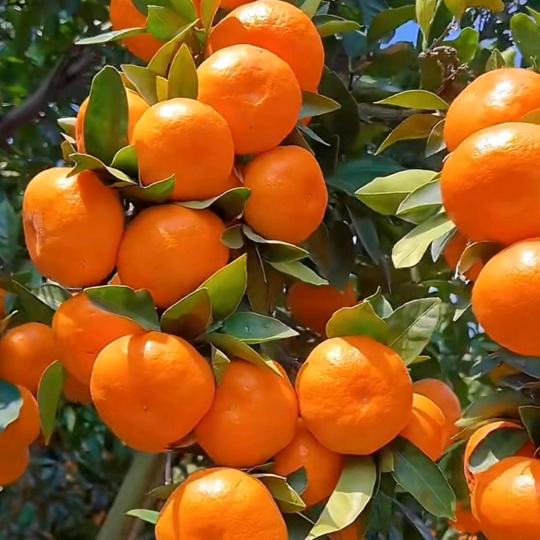 小贾聊果树（商品在橱窗）