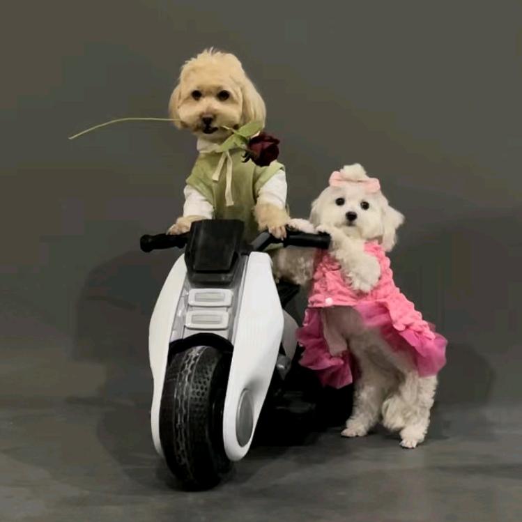 龙肉球媳妇V小白