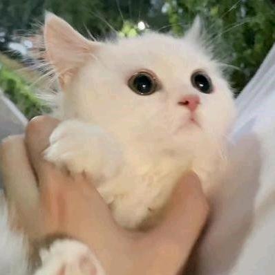 灵宝影视