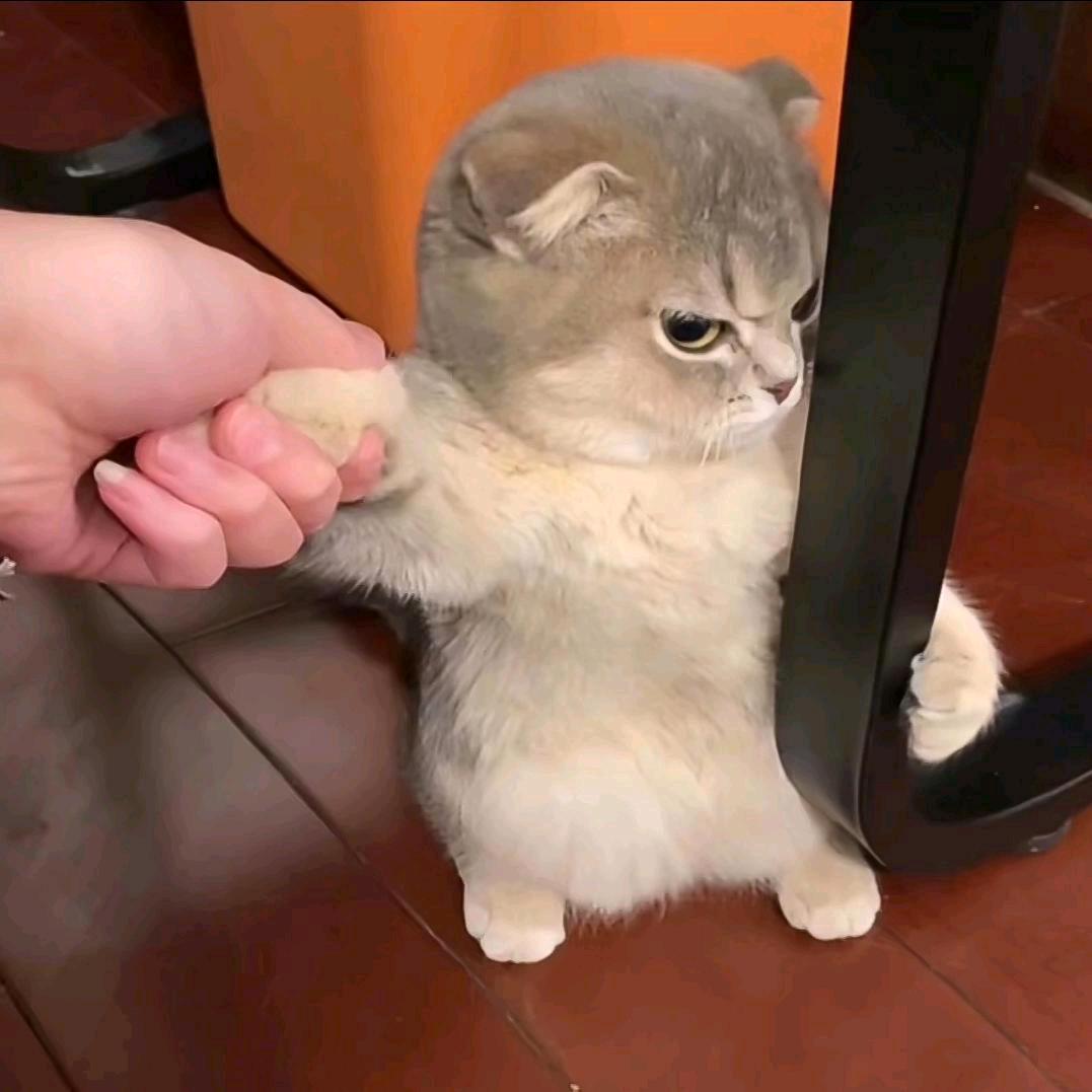 一口三头猪.