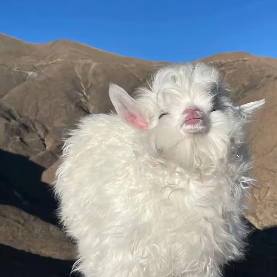 咩咩(抽象版本)