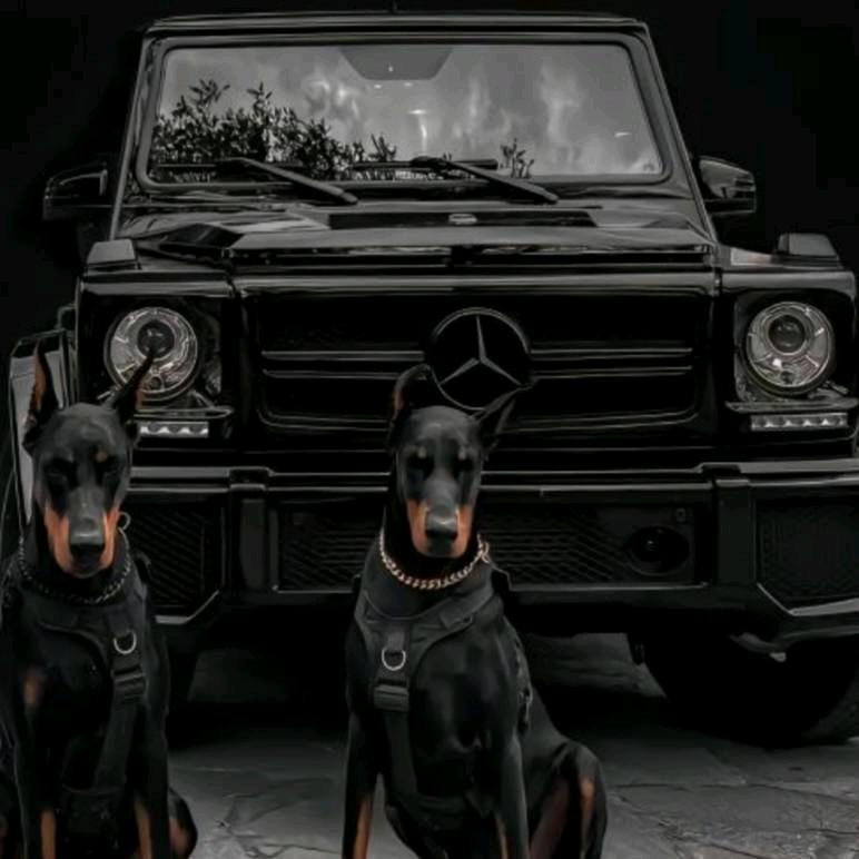 暴龙摩托（收踏板）