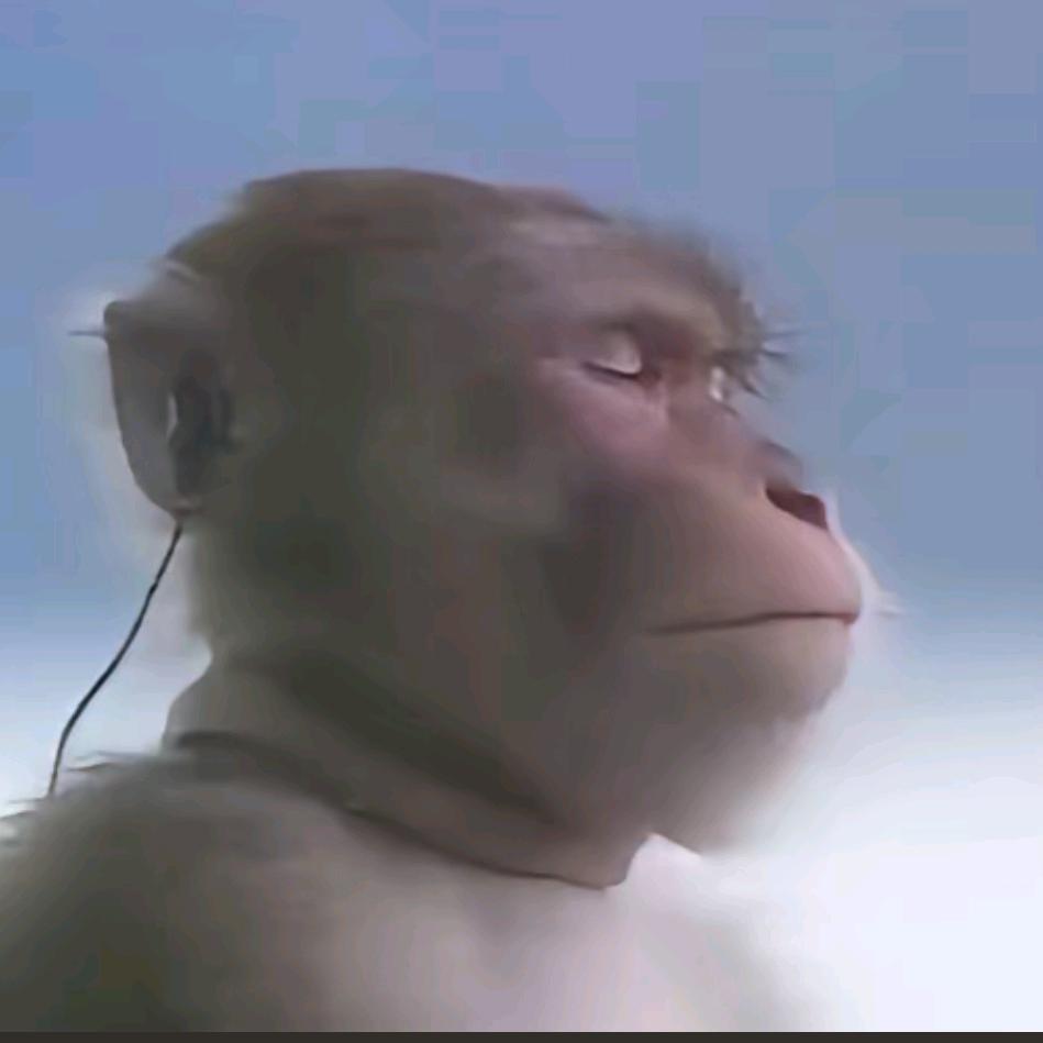 鸭子