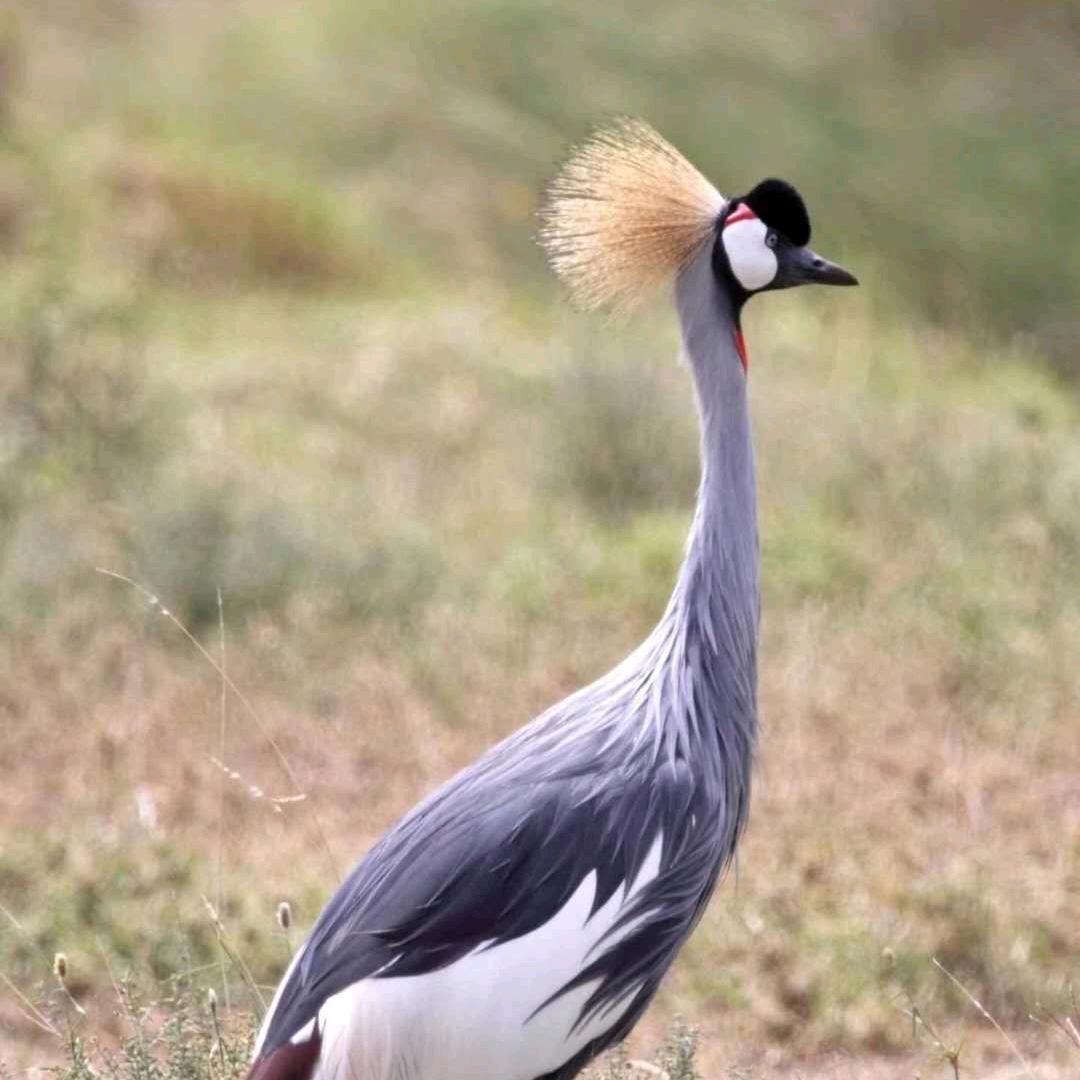 ls0376