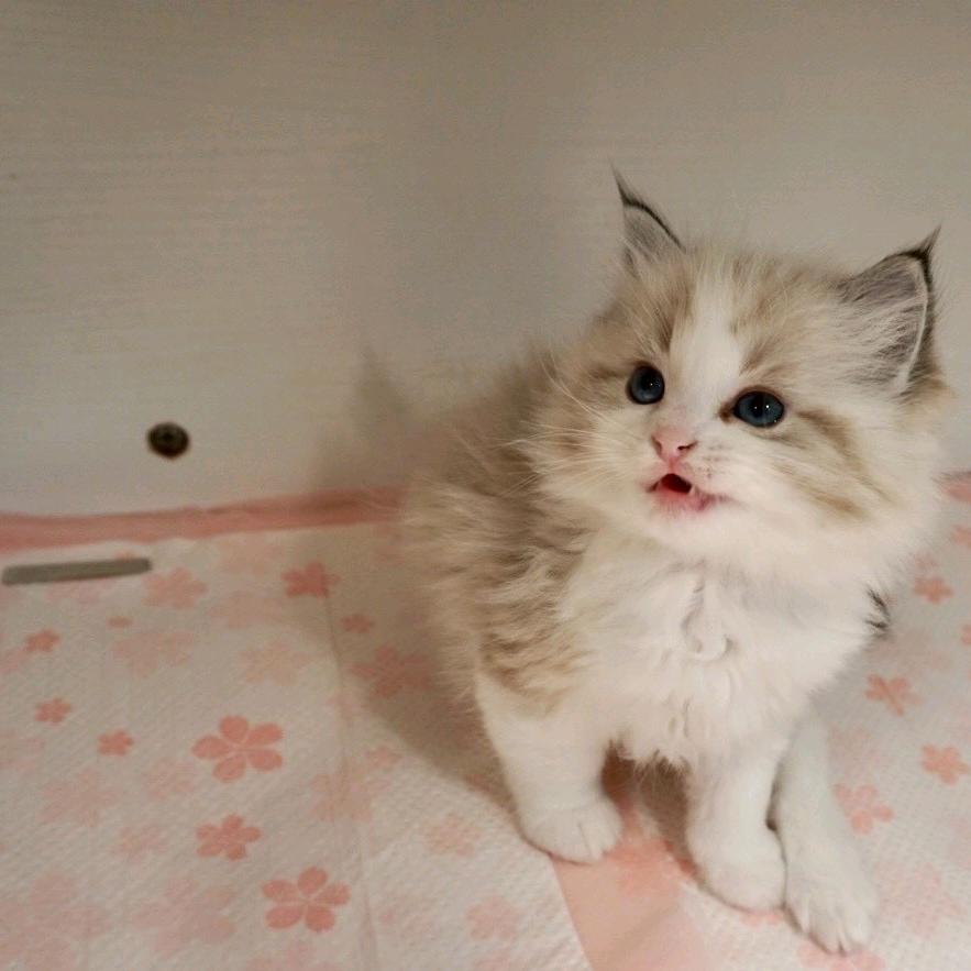 记得养猫猫
