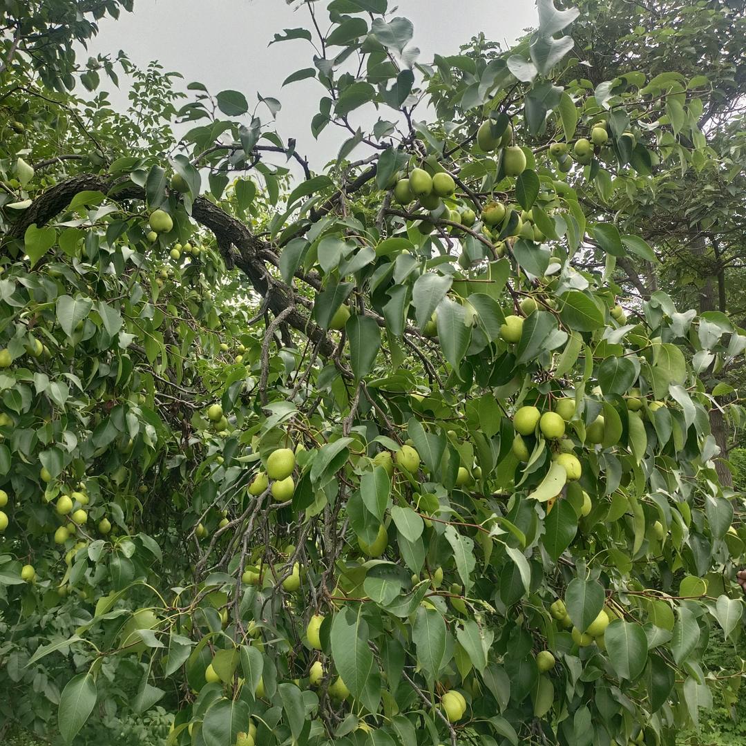 🌹花开福贵🌹🌹🌹🌹🌹🌹